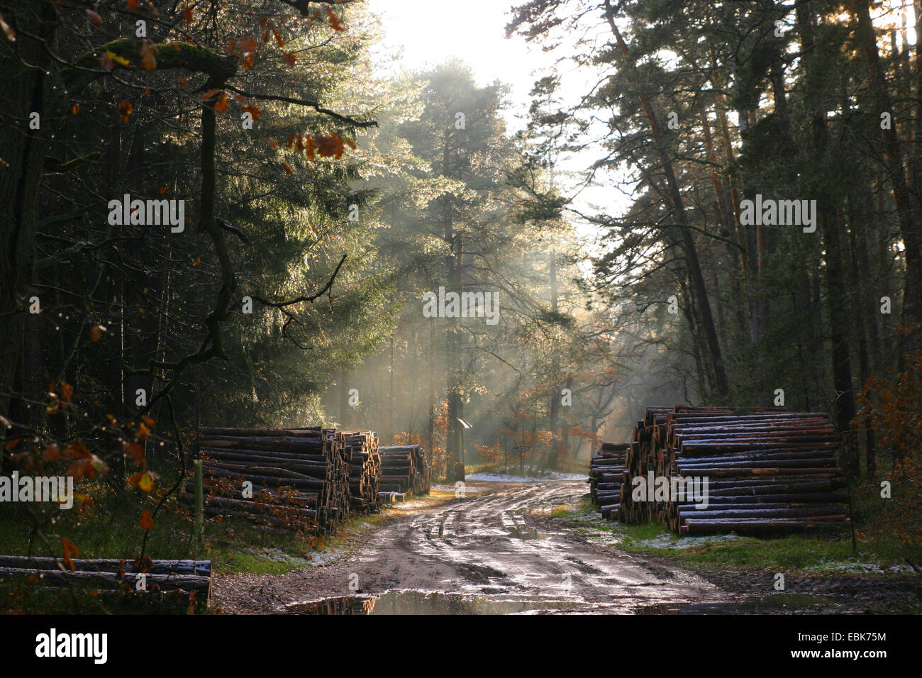 Douglas Fir (Pseudotsuga menziesii), la pila di legno di Douglas abeti e pini ad una strada forestale in inverno, Germania, Bassa Sassonia Foto Stock