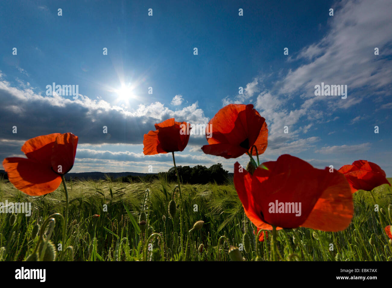 Comune di papavero, mais, papavero rosso papavero (Papaver rhoeas), papavero in un confine di campo di un cornfield nel vento, Germania, Sassonia Foto Stock