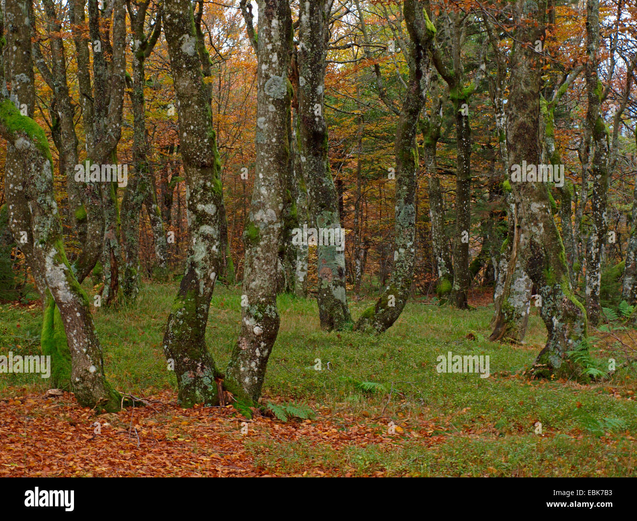 Vecchi alberi di muschio in autunno, Francia, Alsazia, montagne Vosges, GFN Tanet-Gazon du Fang Foto Stock