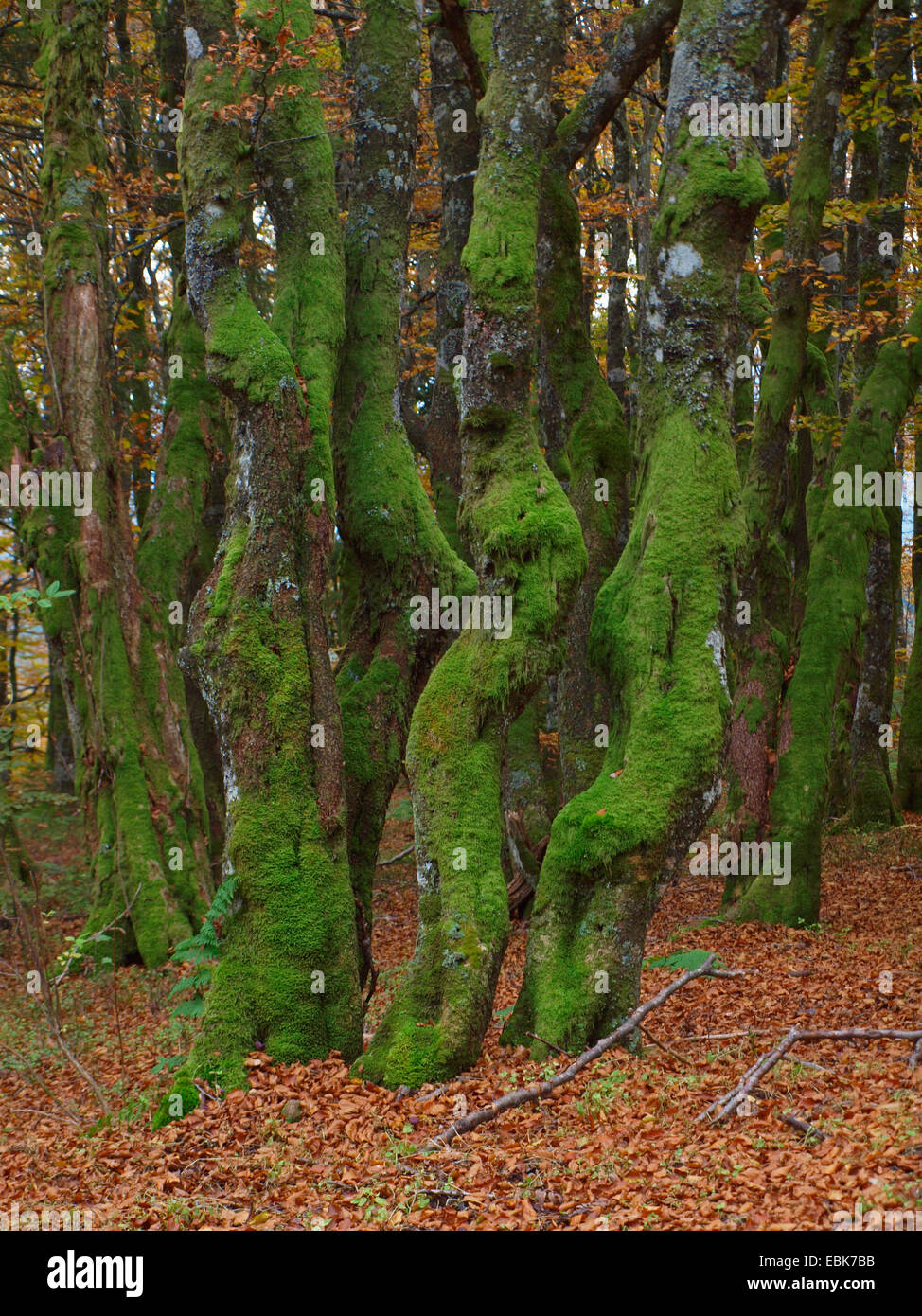 Vecchi alberi di muschio in autunno, Francia, Alsazia, montagne Vosges, GFN Tanet-Gazon du Fang Foto Stock