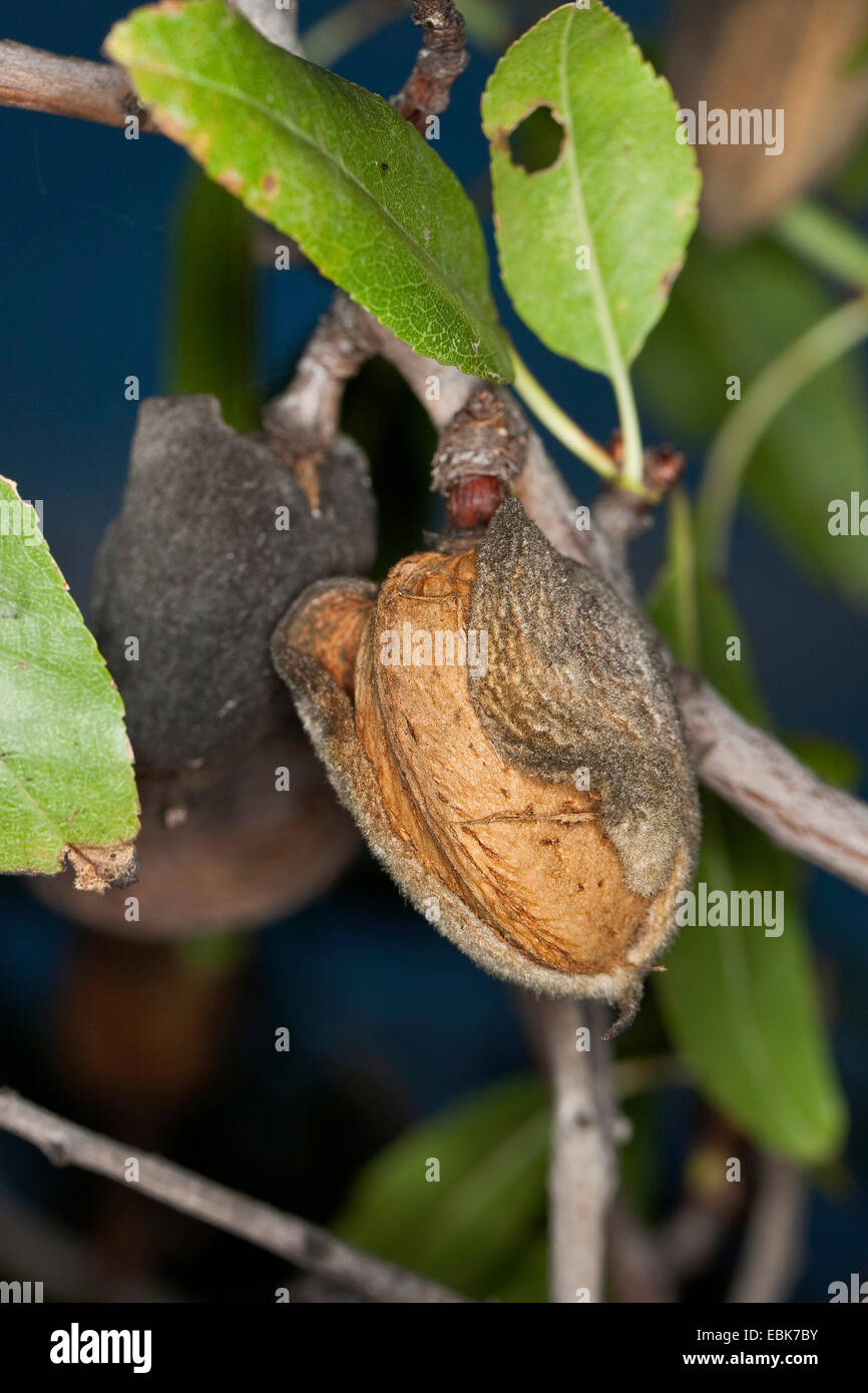 Almond (Prunus dulcis, Prunus amygdalus, Amygdalus communis, Amygdalus dulcis), frutto maturo su una struttura ad albero Foto Stock