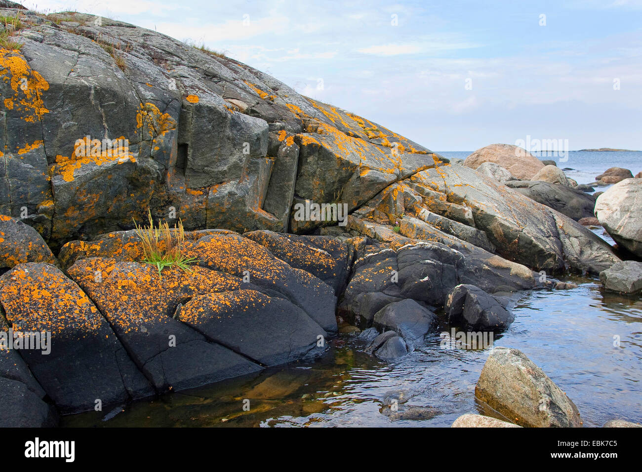 I licheni sulle rocce costiere del Mar Baltico, Svezia Foto Stock