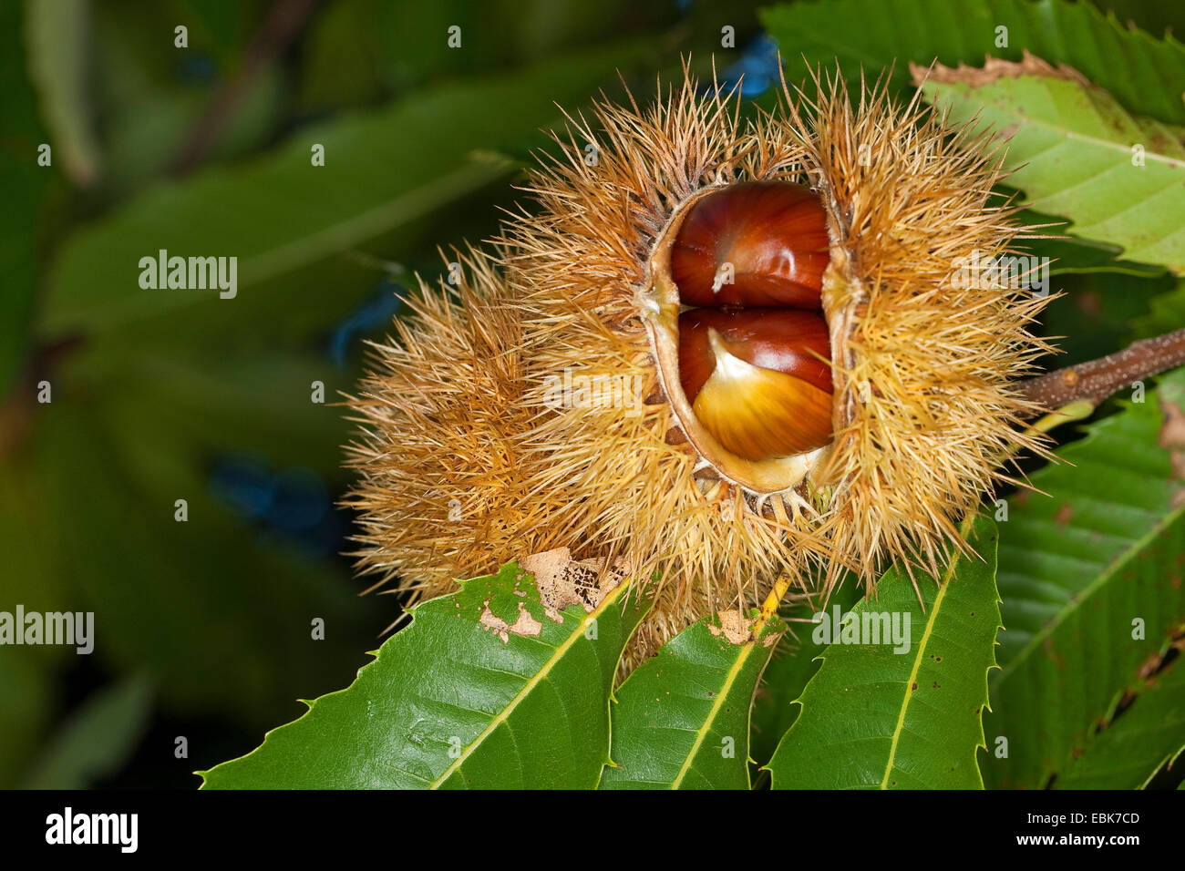 Castagno, dolce castagno (Castanea sativa), la frutta in una struttura ad albero Foto Stock
