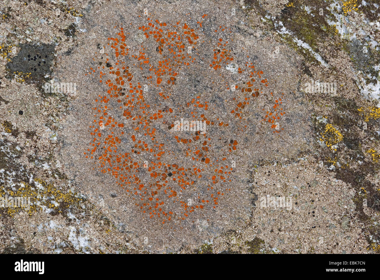 Caloplaca (Caloplaca spec.), lichen sulle rocce costiere del Mar Baltico Foto Stock