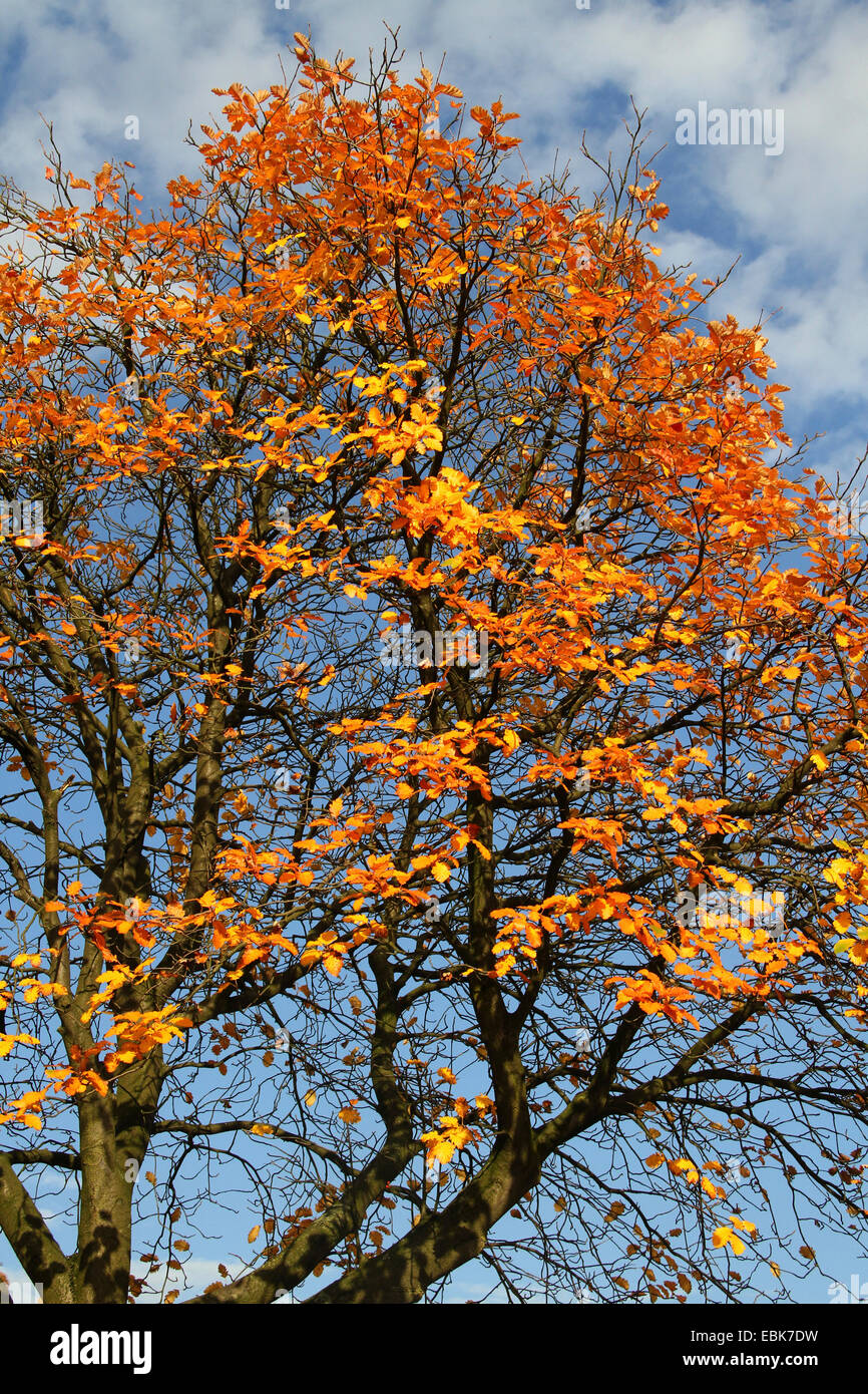 Sorbo montano svedese (Sorbus intermedia), in autunno, Germania Foto Stock