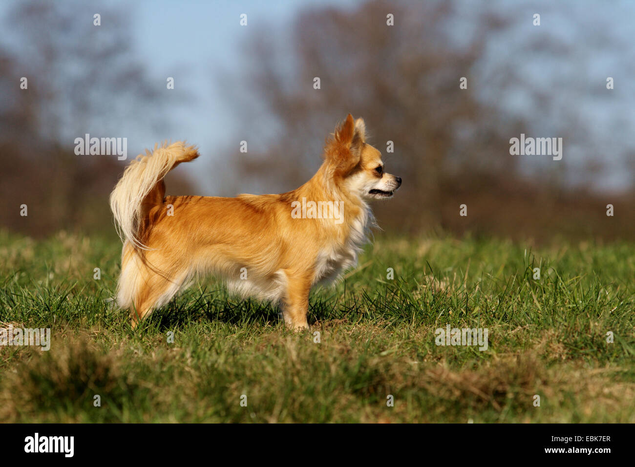 Chihuahua (Canis lupus f. familiaris), stando in piedi in un prato, Germania Foto Stock