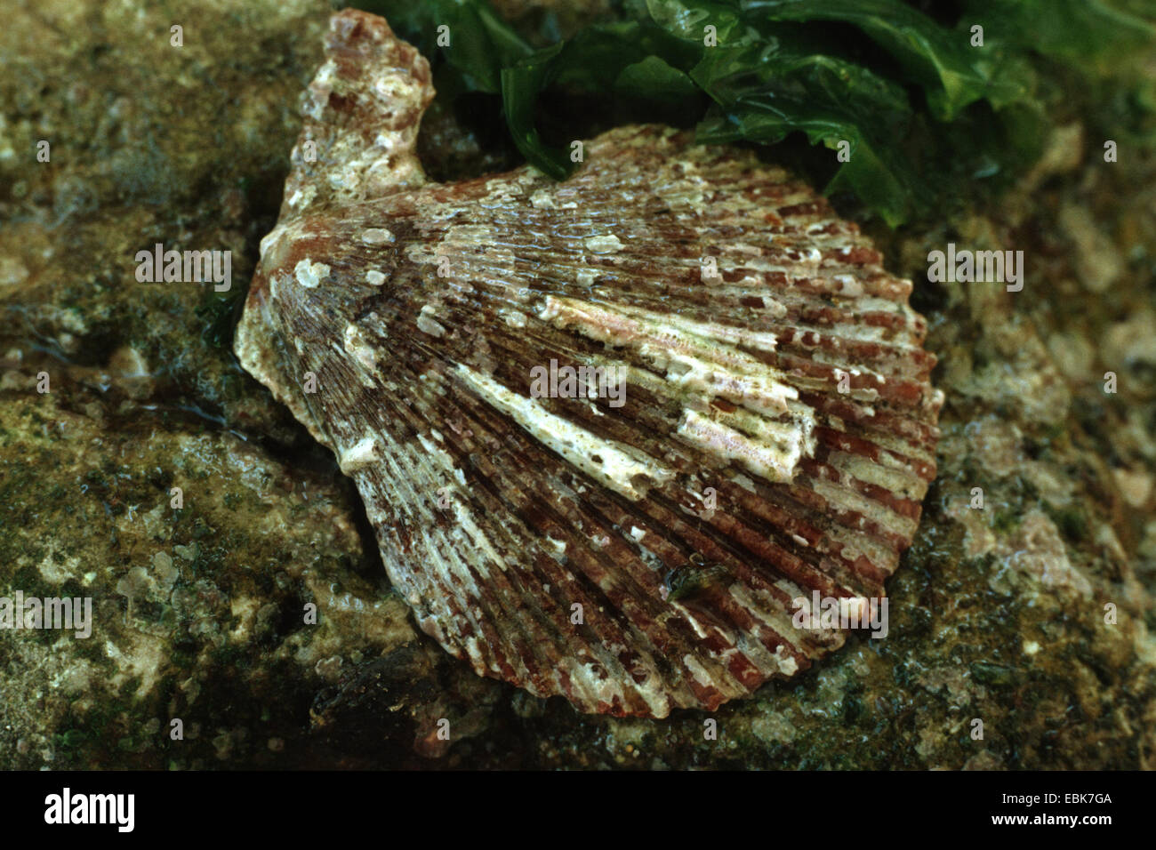 Scaloppina al variegato (Chlamys varia), shell sulla roccia bagnata Foto Stock