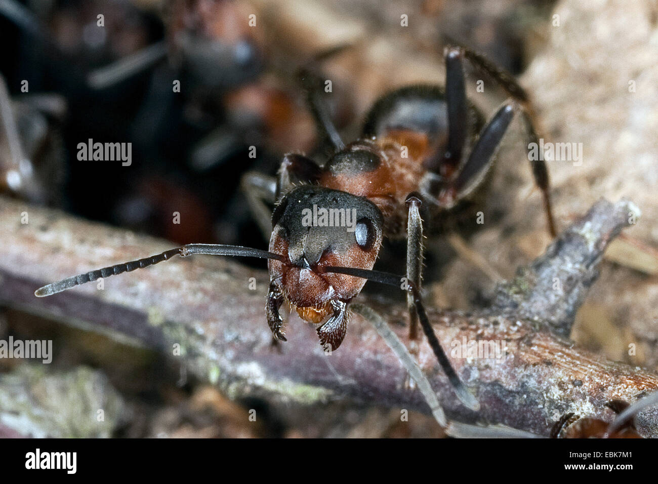 Unione di legno rosso Ant (Formica pratensis), ritratto, Germania Foto Stock