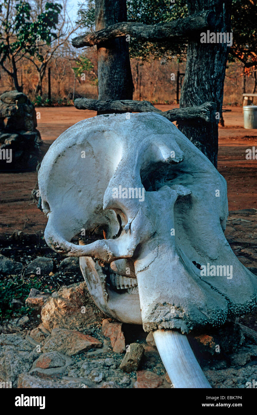Savana Africana Elefanti Elefante africano (Loxodonta africana oxyotis), cranio giacente in un parco come un oggetto decorativo Foto Stock