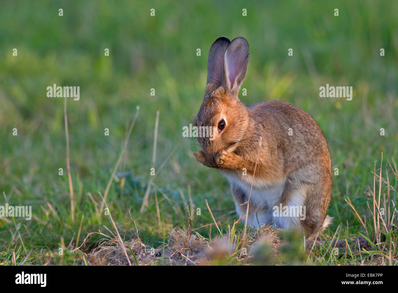 Coniglio europeo (oryctolagus cuniculus), marcatura territoriale in un prato con il profumo premistoppa sotto il mento, Germania, Schleswig-Holstein Foto Stock