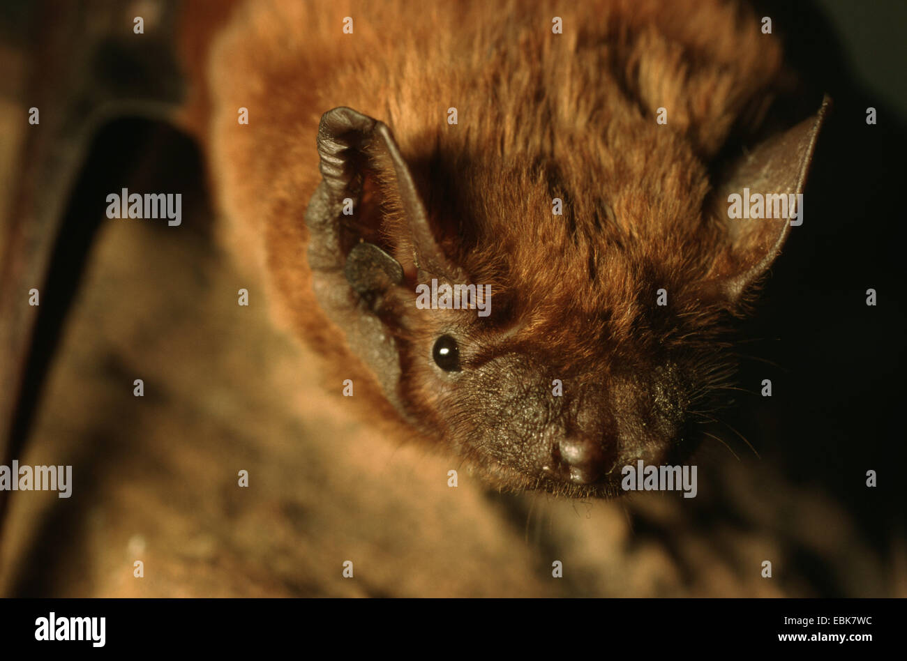 Subedema bat (Eptesicus serotinus), ritratto Foto Stock