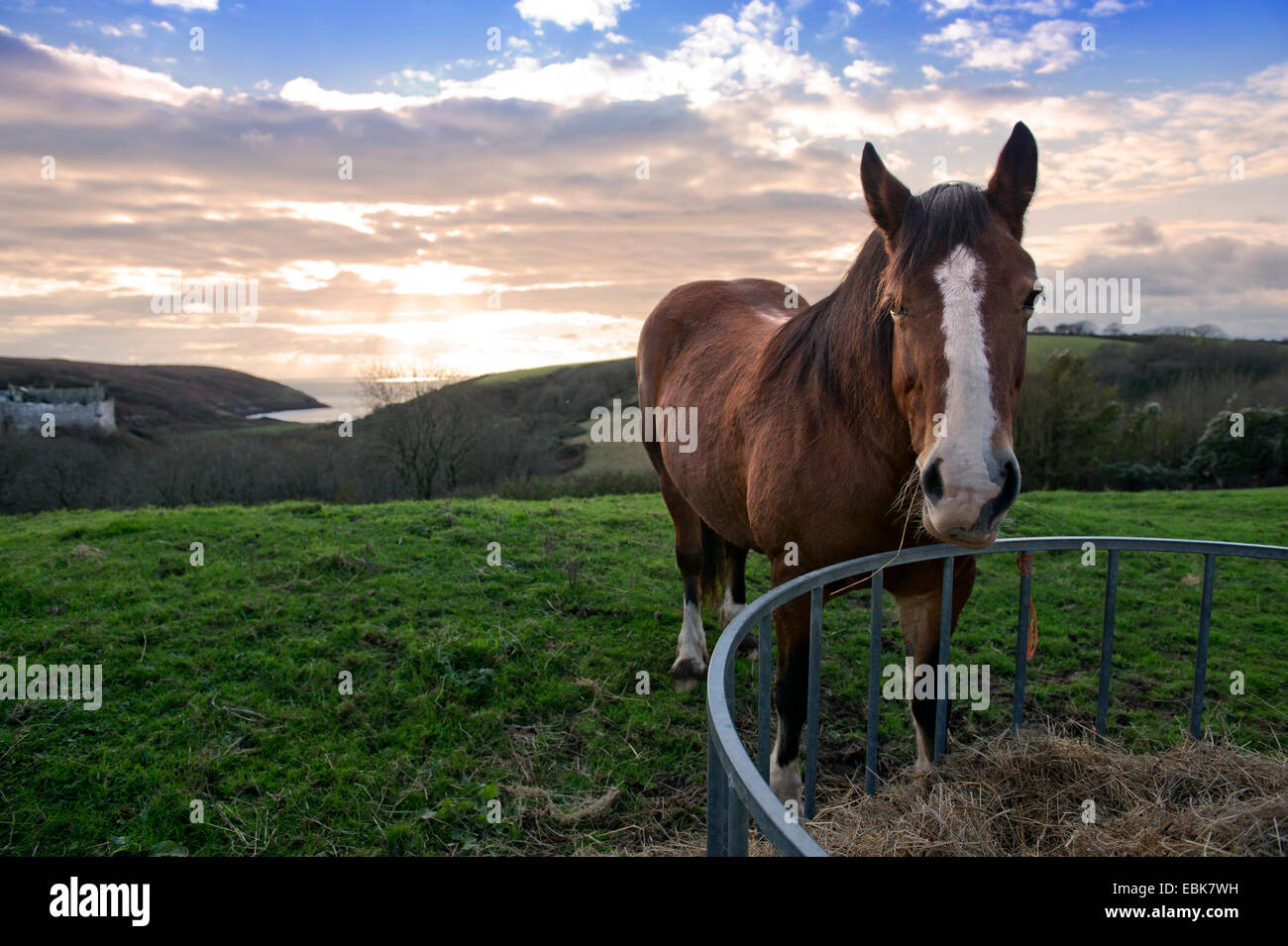 Un cavallo in corrispondenza di un alimentatore al di sopra di Manorbier Castle su Il Pembrokeshire Coast, Wales UK Foto Stock