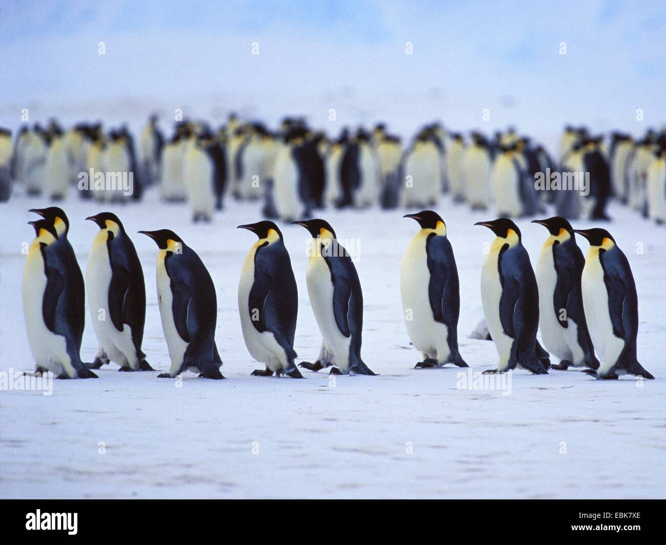 Pinguino imperatore (Aptenodytes forsteri), Pinguini imperatore in una fila, Antartide Foto Stock