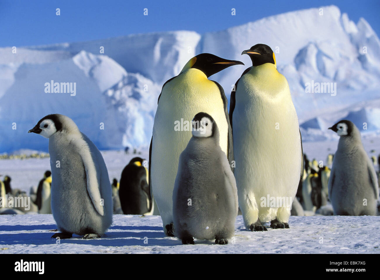 Pinguino imperatore (Aptenodytes forsteri), Pinguini imperatore con pulcini, Antartide Foto Stock