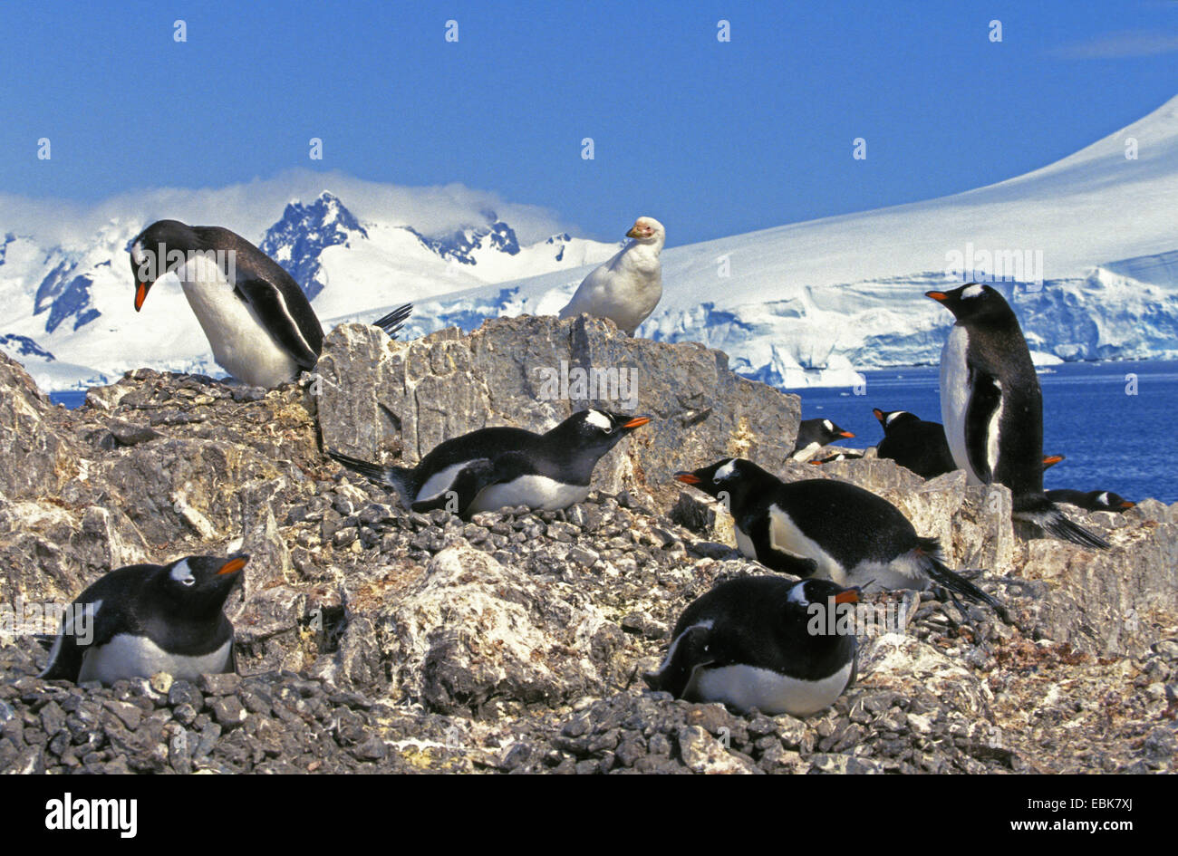 Pinguino gentoo (Pygoscelis papua), allevamento di colonie su roccia, l'Antartide, Penisola Antartica, Graham Land Foto Stock