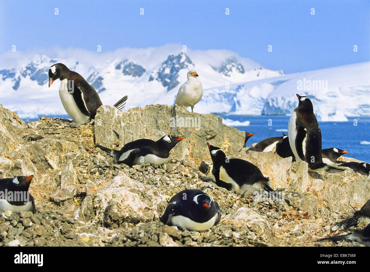 Pinguino gentoo (Pygoscelis papua), di gabbiano in un pengui il Rookery, Antartide, Penisola Antartica Foto Stock