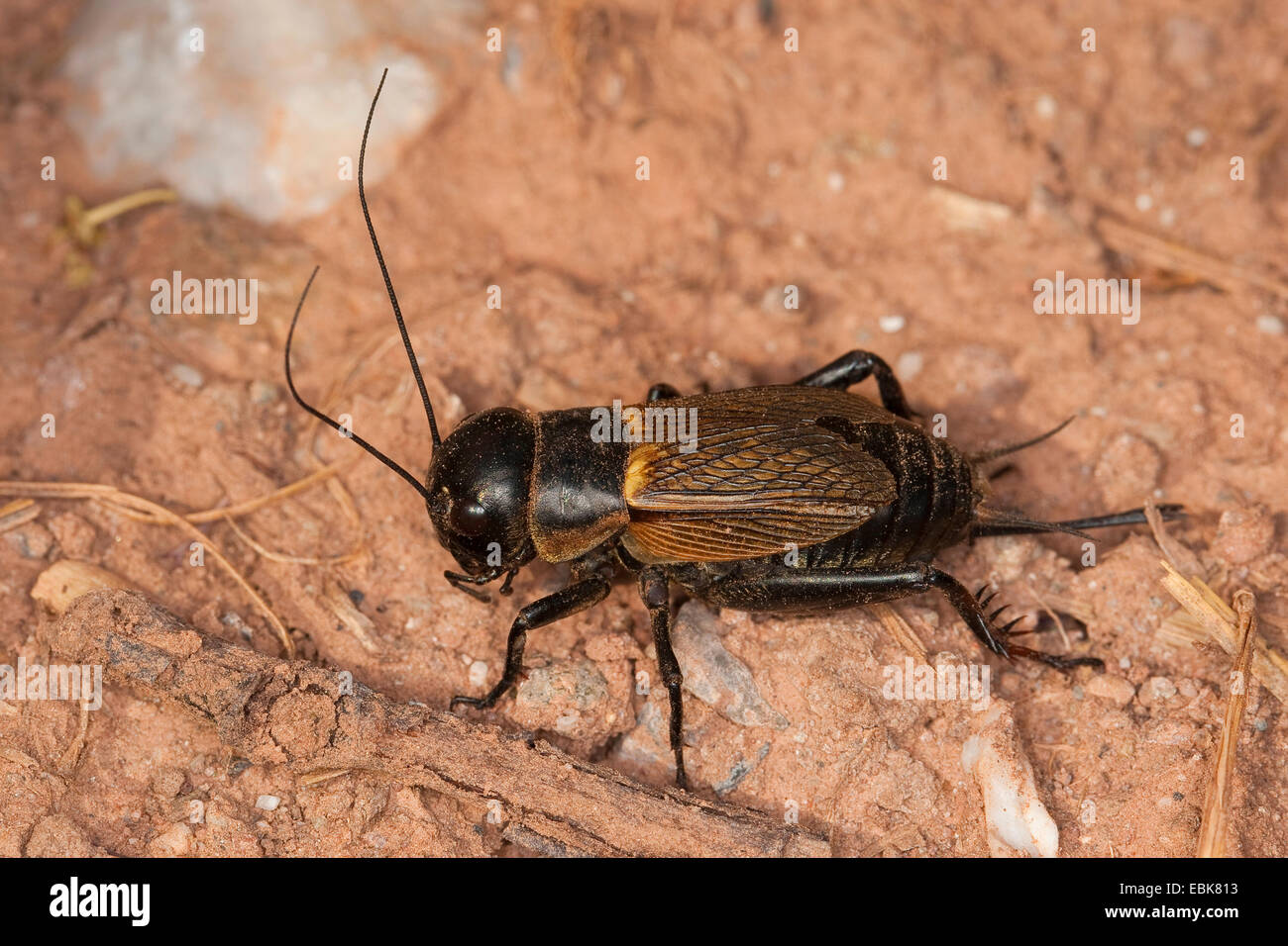 Campo cricket (Gryllus campestris), femmina, Germania Foto Stock