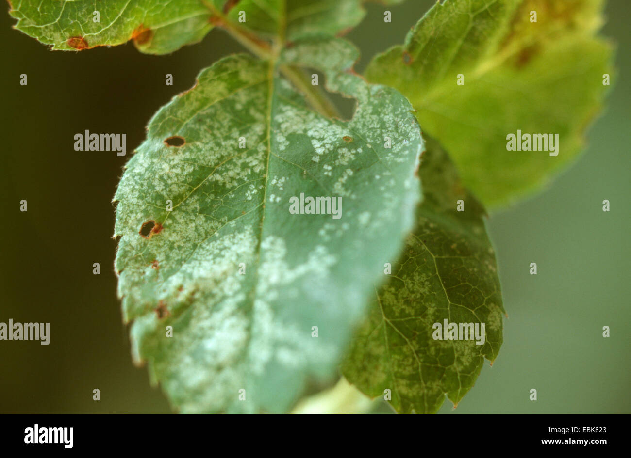 Leafhopper rose (Typhlocyba rosae, Edwardsiana rosae), danni di una foglia di rose Foto Stock