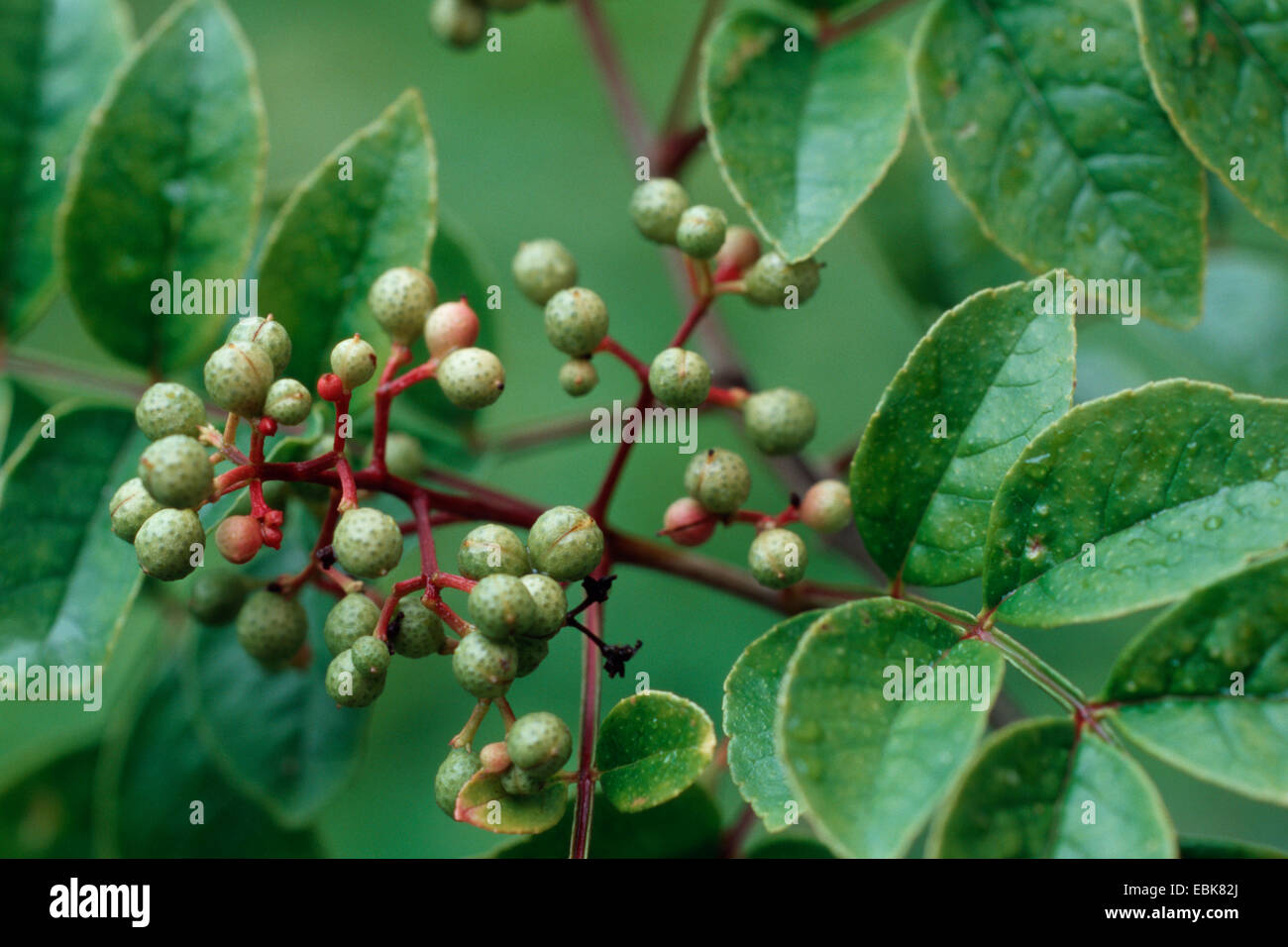 Zanthoxylum fraxineum, impianto medico, impianti medici, pianta medicinale, piante medicinali, erboristeria, pianta utile, piante utili, omeopatia, medicina tradizionale medicina popolare (Zanthoxylum fraxineum, Zanthoxylum americanum), la fruttificazione Foto Stock