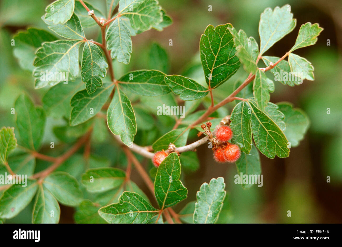 Sumach dolce, fragrante, sommacco impianto medico, impianti medici, pianta medicinale, piante medicinali, erboristeria, pianta utile, piante utili, omeopatia, medicina tradizionale medicina popolare (Rhus aromatica), la fruttificazione Foto Stock