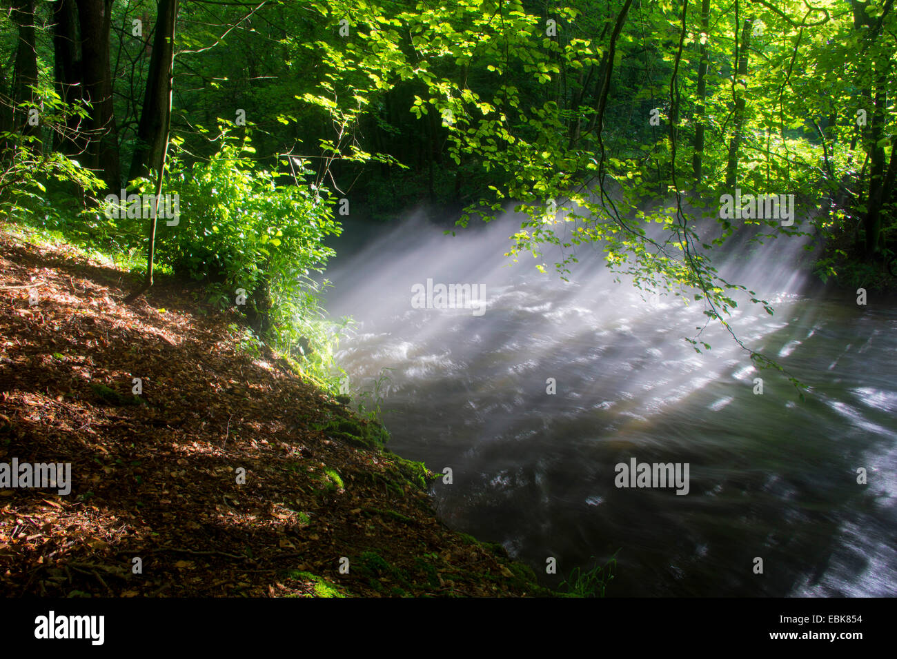La nebbia di foresta creek, in Germania, in Sassonia, Vogtlaendische Schweiz Foto Stock