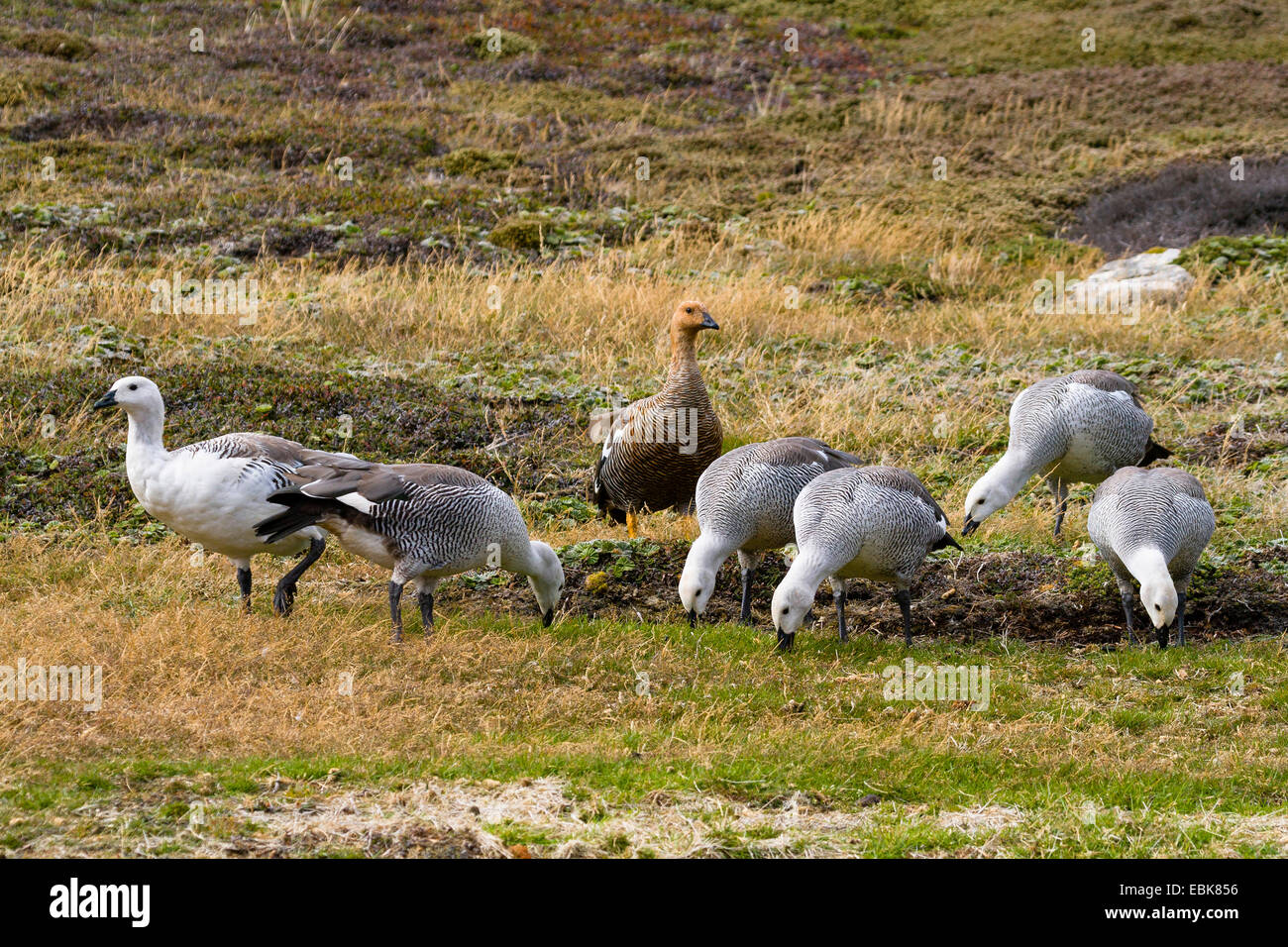 Magellan goose (Chloephaga picta), gruppo alimentazione di erba, Isole Falkland, nuova isola Foto Stock