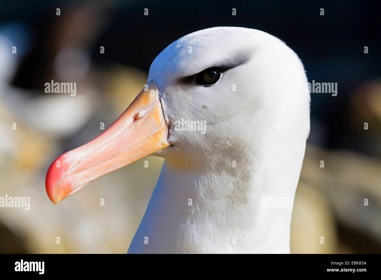 Nero-browed albatross (Thalassarche melanophrys, Diomedea melanophris), ritratto, Isole Falkland Foto Stock