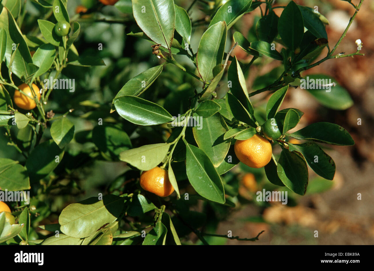 Australian Round di calce, Dooja (Microcitrus australis, Citrus australis), ramo fruttifero Foto Stock