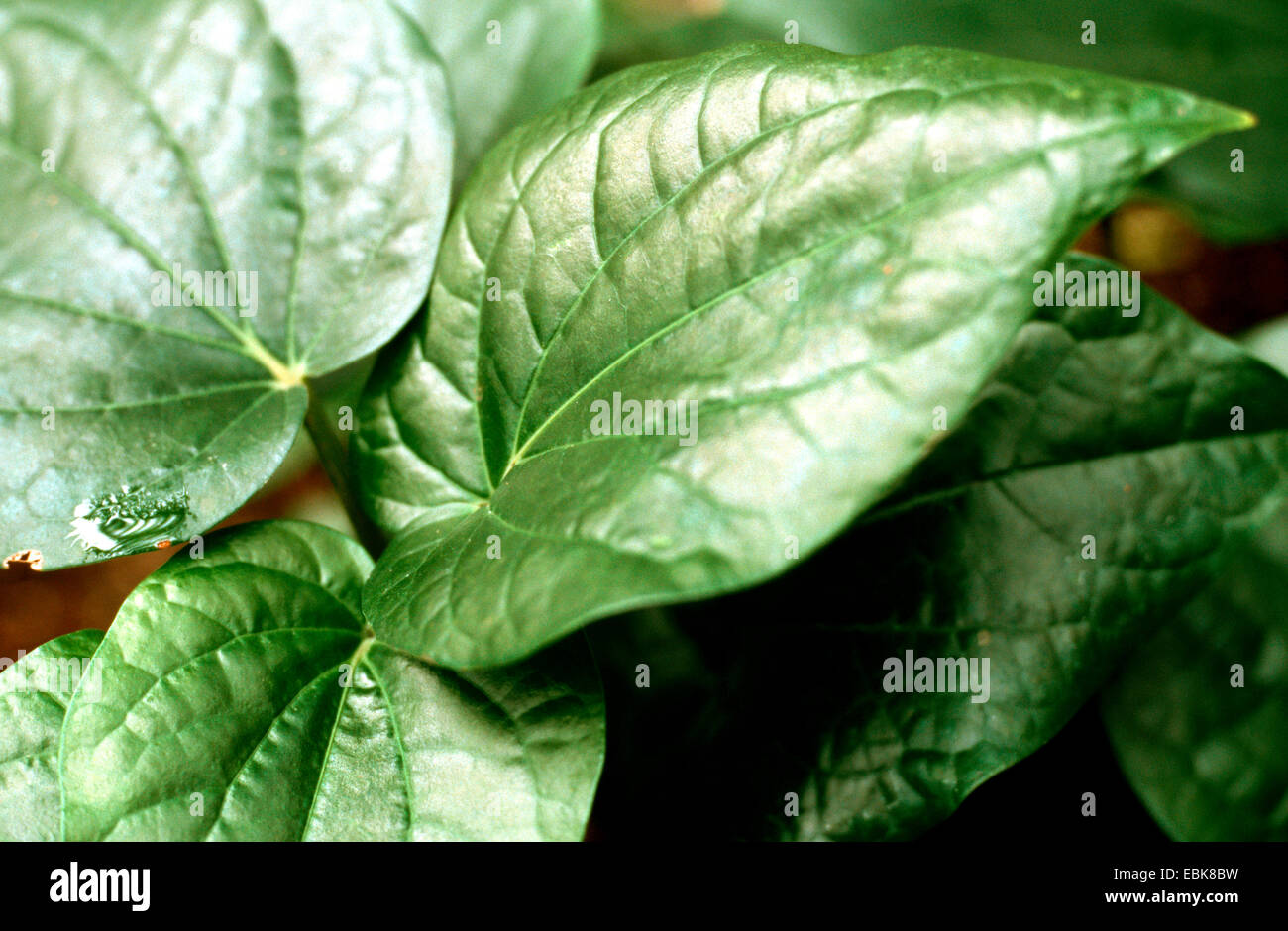 Betel peper, impianto medico, impianti medici, pianta medicinale, piante medicinali, erboristeria, pianta utile, piante utili, omeopatia, medicina tradizionale medicina popolare (Piper betel, Piper betle), foglie Foto Stock