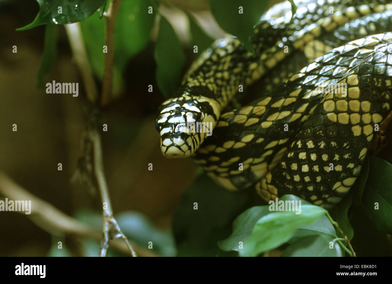 Pollo tropicali snake (Spilotes pullatus), ritratto Foto Stock