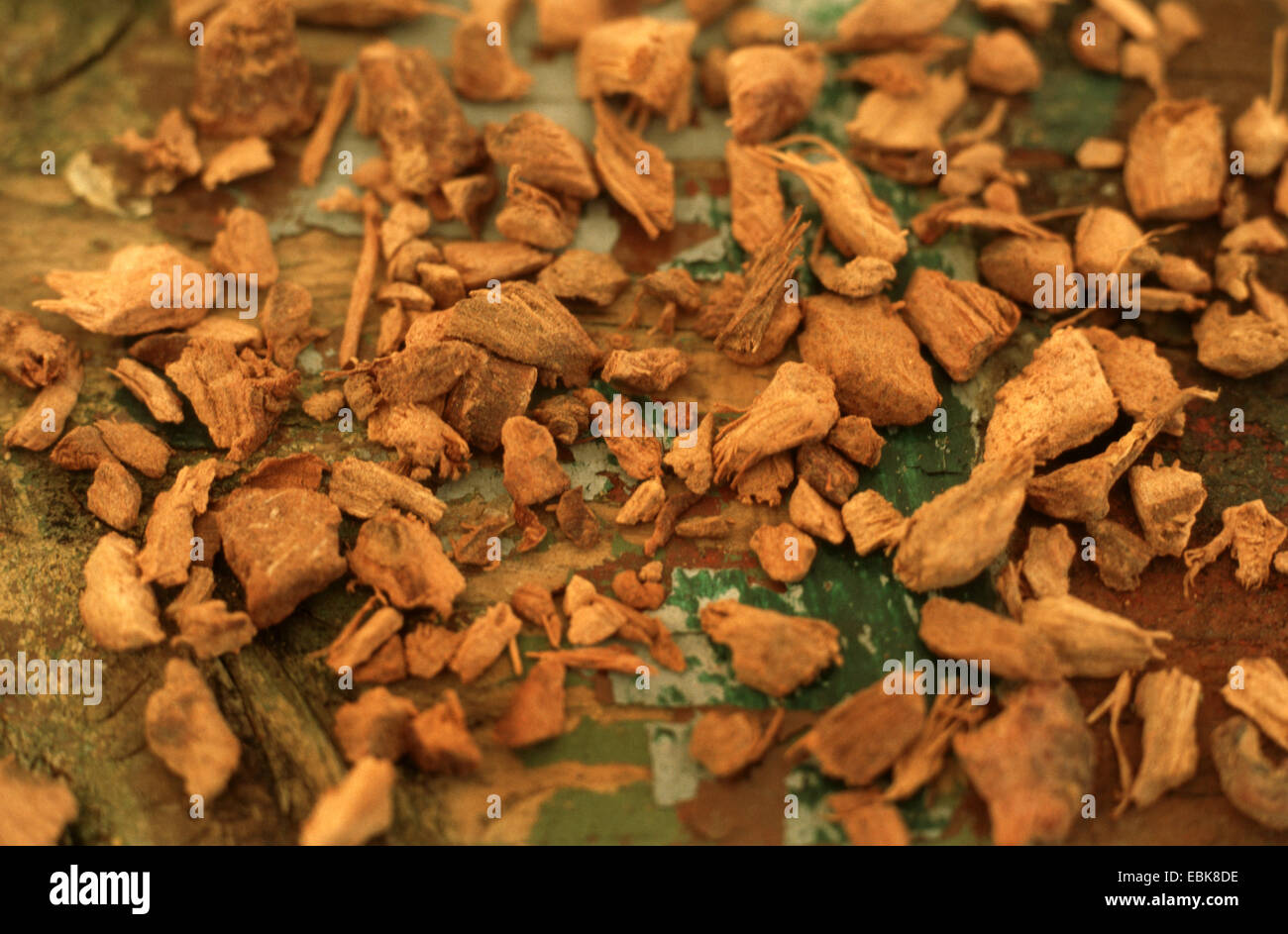 Maggiore galangal, siamese ginger (Alpinia galanga), shredded rhizom Foto Stock