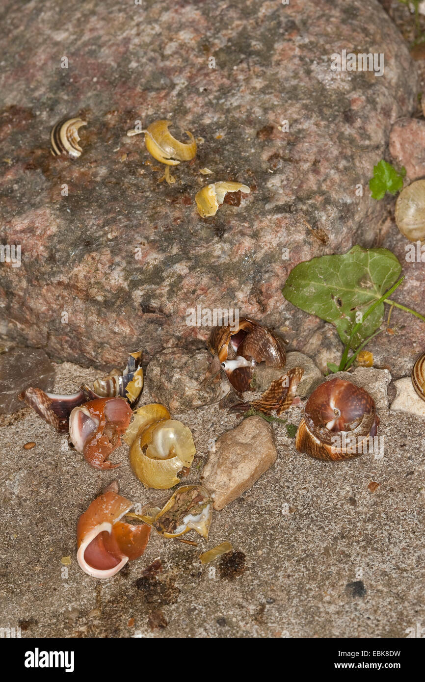 Tordo bottaccio (Turdus philomelos), la via di una canzone trush, fracassato le lumache, Germania Foto Stock Tordo bottaccio (Turdus philomelos), la via di una canzone trush, fracassato le lumache, Germania Foto Stock
