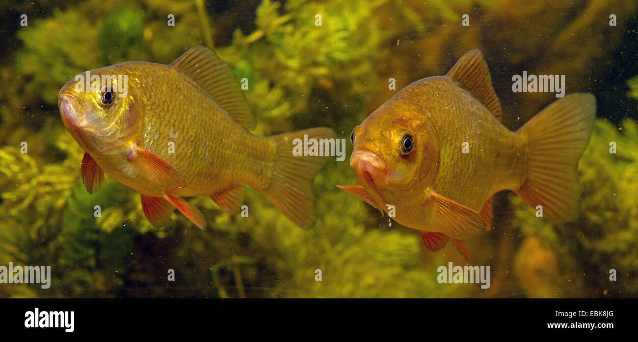 Carassio comune (Carassius carassius), due esemplari per nuotare in una massa di acqua ricoperte di alghe Foto Stock