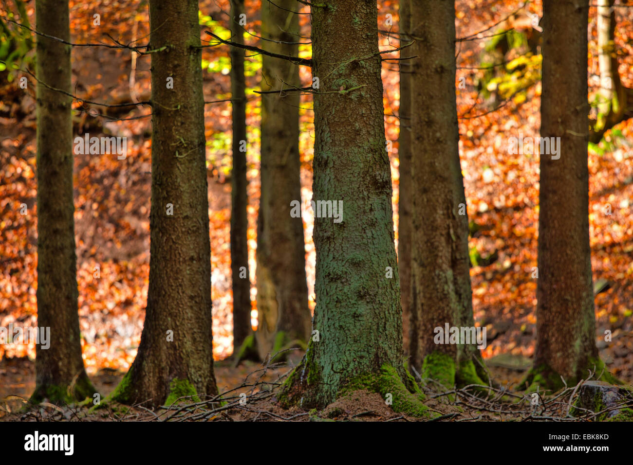 Pino silvestre, pino silvestre (Pinus sylvestris), la foresta di conifere, in Germania, in Renania Palatinato, Eifel Foto Stock