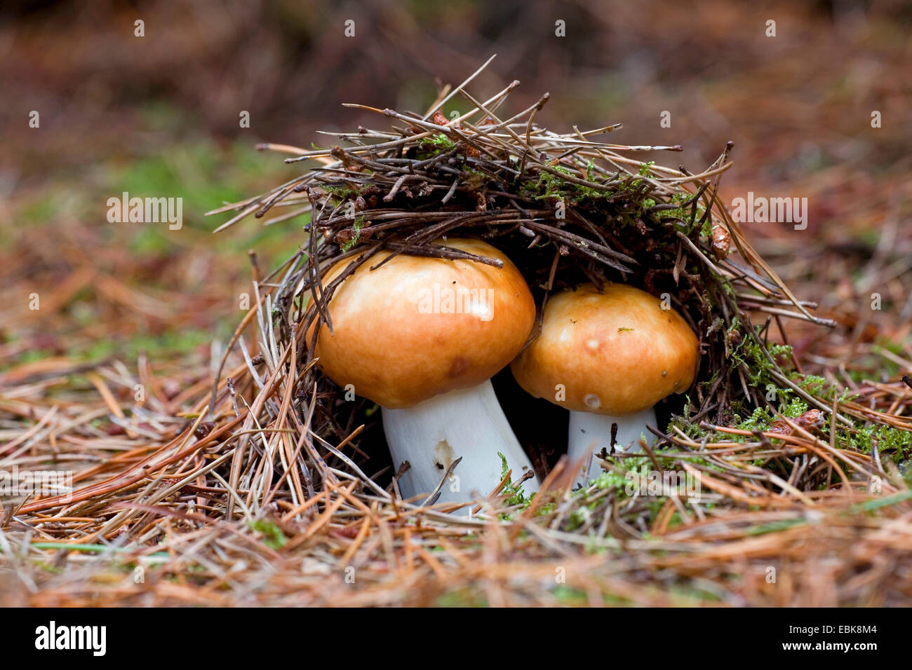 Il rame brittlegill, rosso-capped (Russula Russula decolorans), su forestground con aghi di pino, Danimarca, Jylland Foto Stock