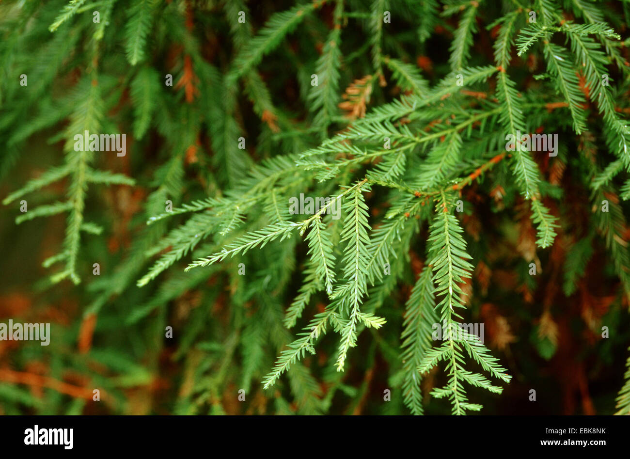 California redwood coast redwood (Sequoia sempervirens), filiali Foto Stock