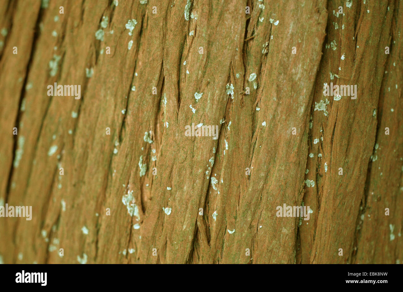 Baldcypress (Taxodium distichum), corteccia Foto Stock