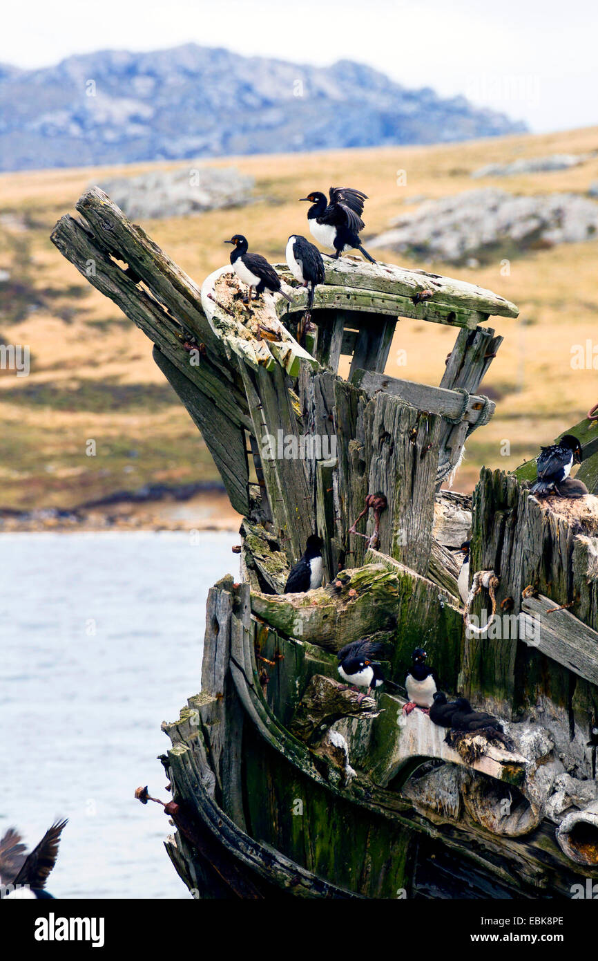 Magellan cormorano (Phalacrocorax magellanicus), Rock shags allevamento sul naufragio, Isole Falkland, East Falkland Foto Stock