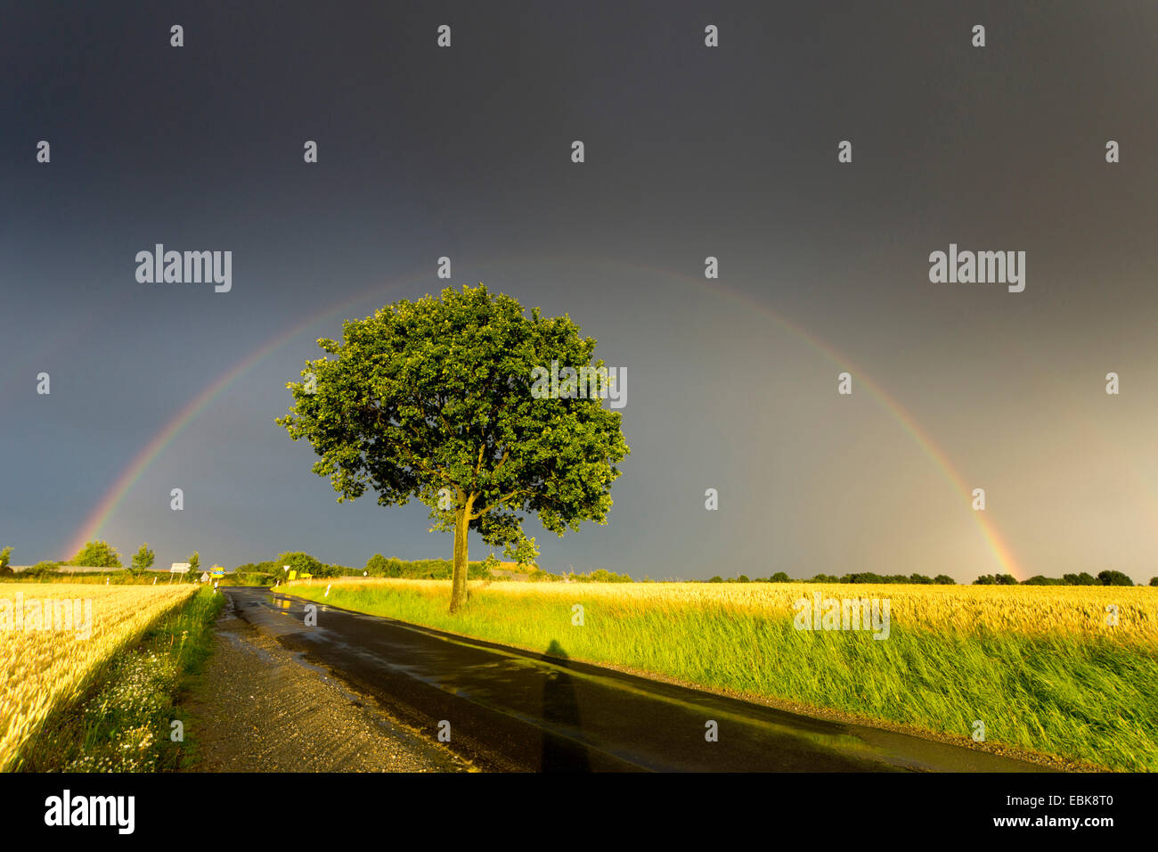 Rainbow su strada di campagna con i campi di un singolo albero, in Germania, in Sassonia, Vogtlaendische Schweiz Foto Stock
