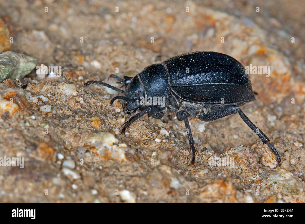 Darkling beetle (Pimelia spec., Pimelia cfr payraudi), Germania Foto Stock