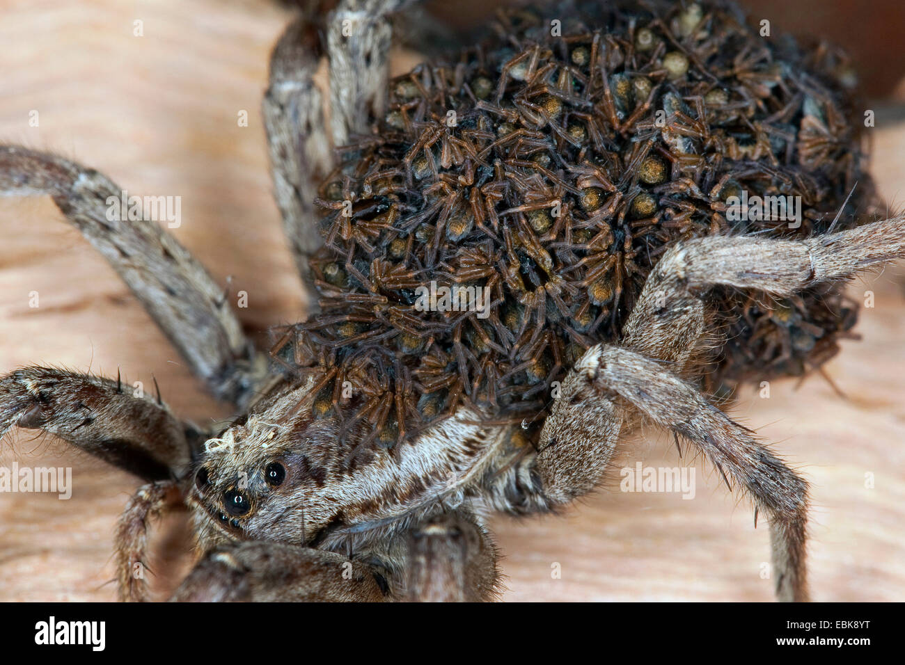 Falso tarantula (Hogna radiata, Lycosa radiata, Tarentula balearica), femmina con i ragazzi sulla sua schiena, Francia, Corsica Foto Stock