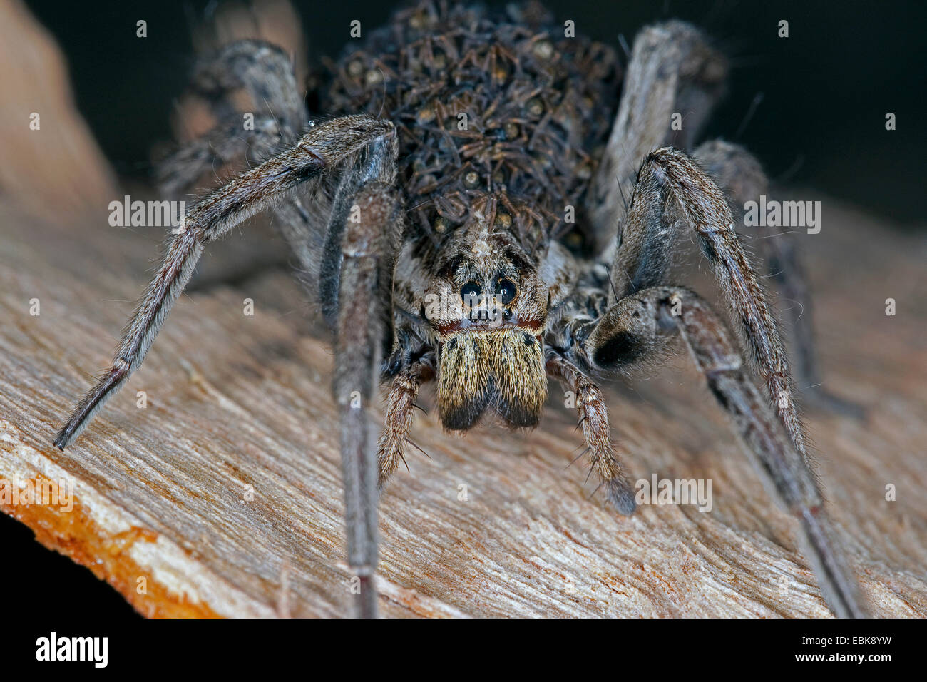Falso tarantula (Hogna radiata, Lycosa radiata, Tarentula balearica), femmina con i ragazzi sulla sua schiena, Francia, Corsica Foto Stock