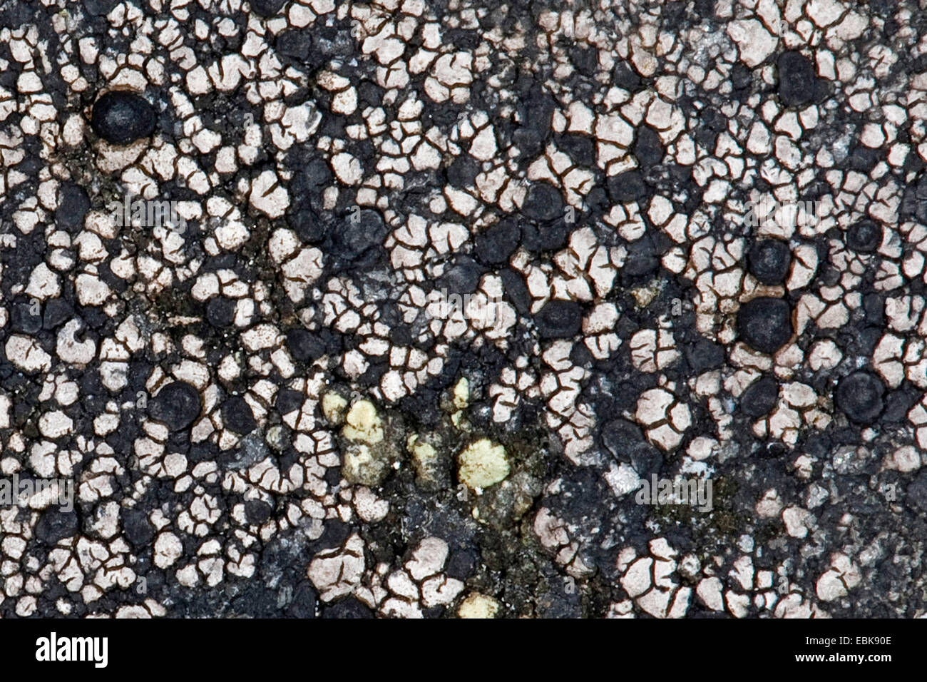 Rhizocarpon (Rhizocarpon spec., Lecidea spec.), sulle rocce costiere Foto Stock