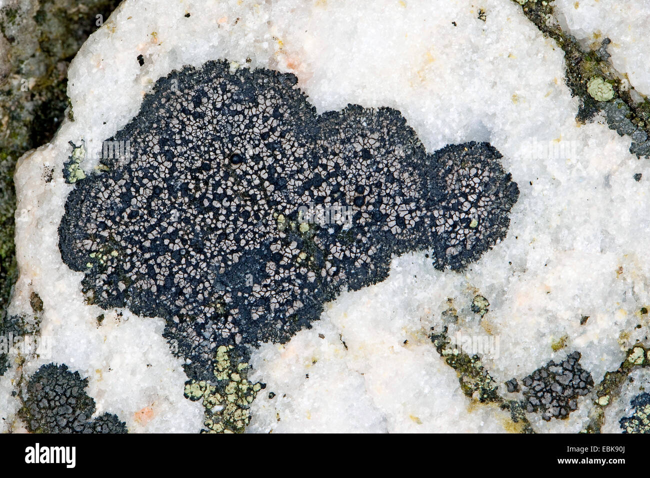 Rhizocarpon (Rhizocarpon spec., Lecidea spec.), sulle rocce costiere Foto Stock