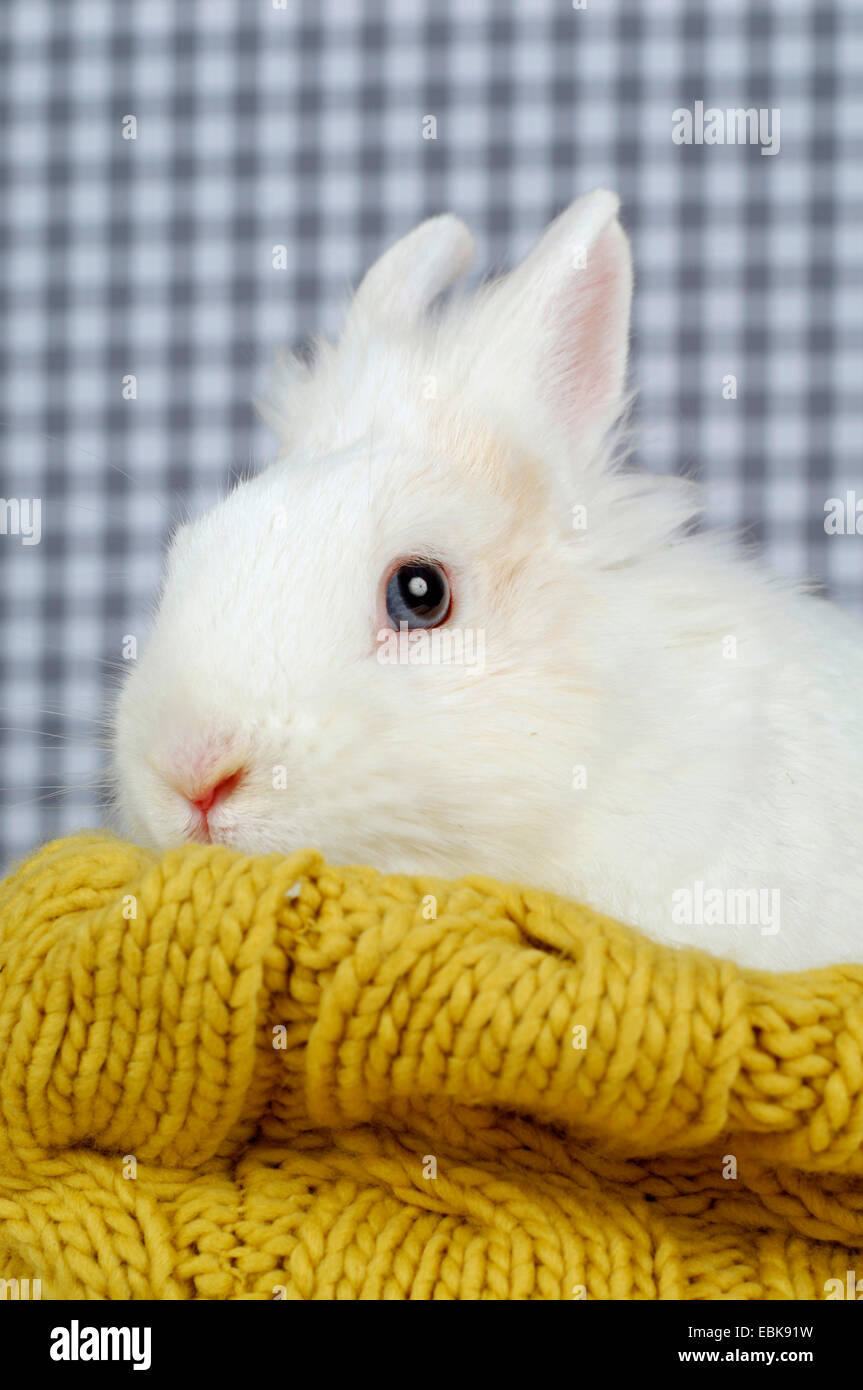 Netherland Dwarf (oryctolagus cuniculus f. domestica), coney giacente su un piumino Foto Stock
