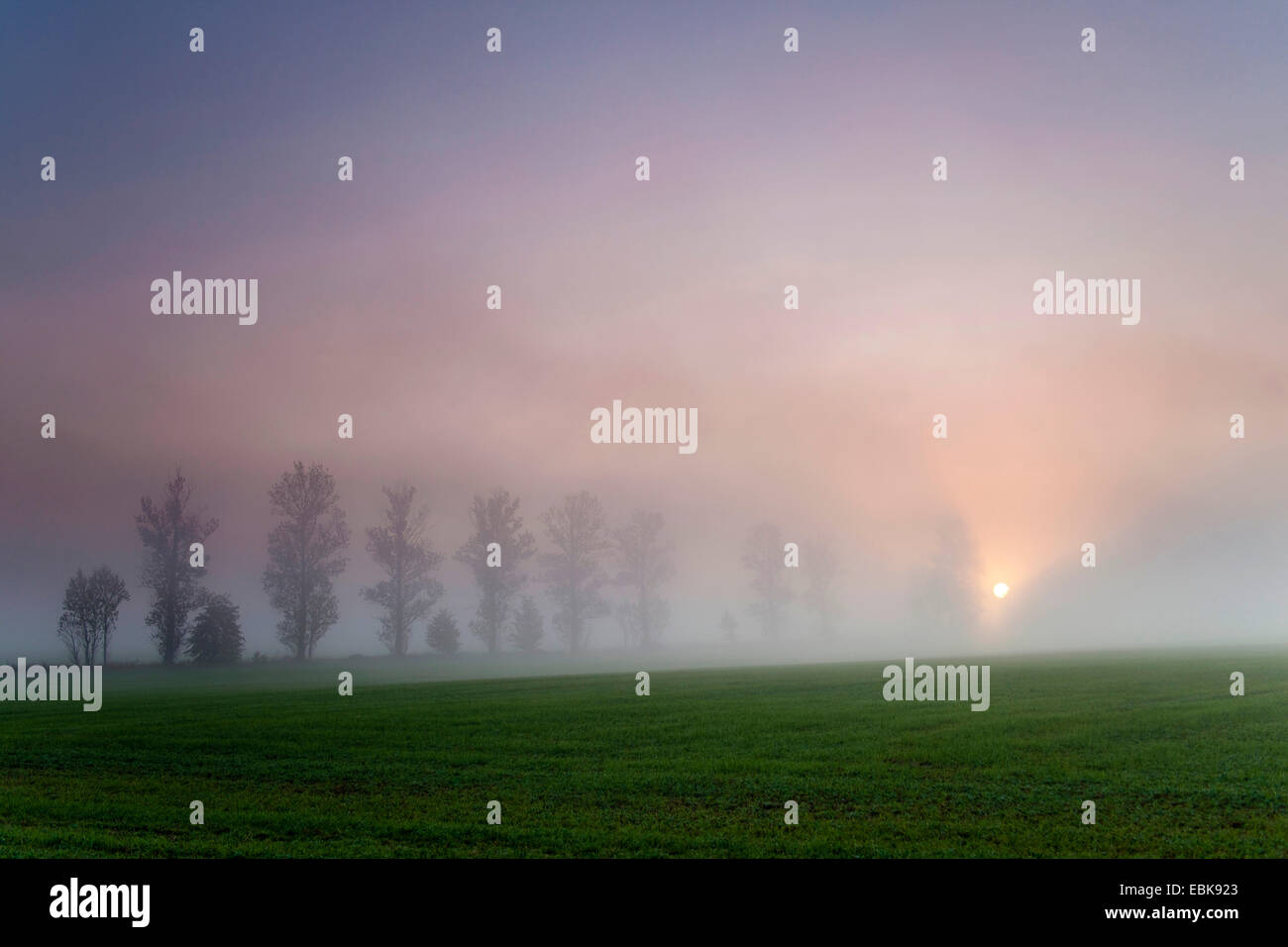 Vicolo im nebbia di mattina in autunno, in Germania, in Sassonia, Vogtlaendische Schweiz Foto Stock