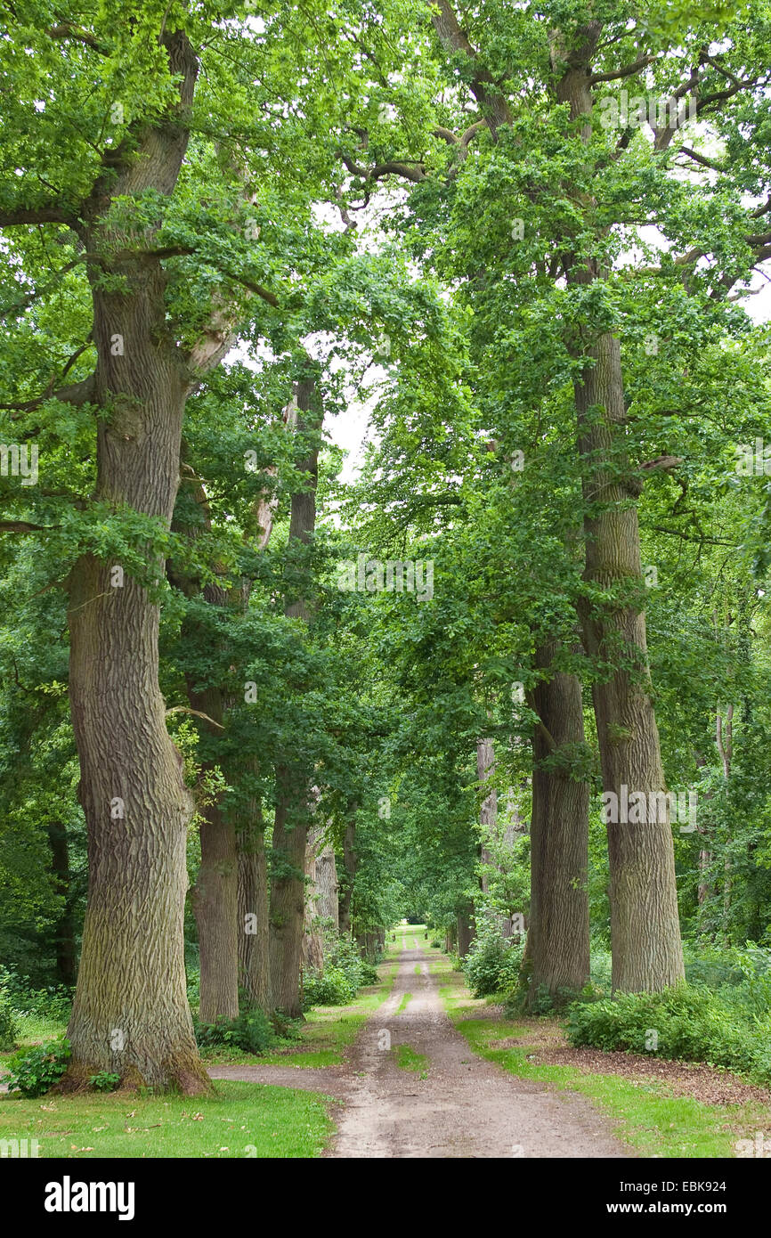 Rovere (Quercus spec.), vecchie querce in un viale, Germania Foto Stock