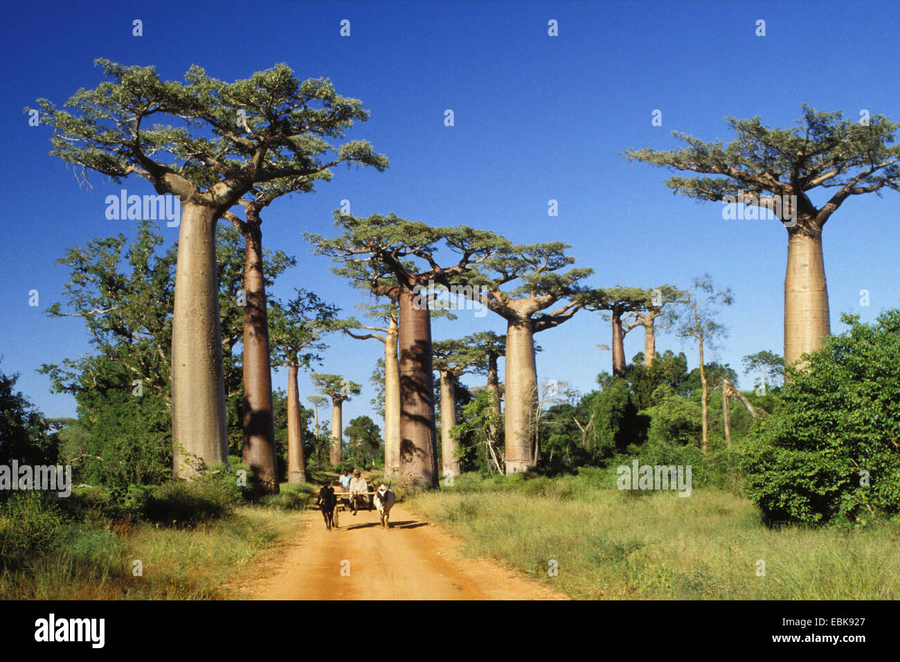 Baobab, pane scimmia, scimmia tamarind (Adansonia spec.), Baobab vicino a Morondava, Madagascar Foto Stock