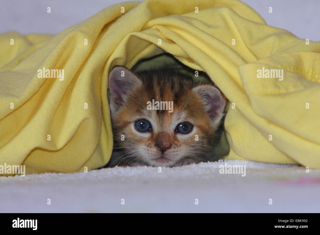 Il gatto domestico, il gatto di casa (Felis silvestris f. catus), baby cat seduto sotto una camicia Foto Stock
