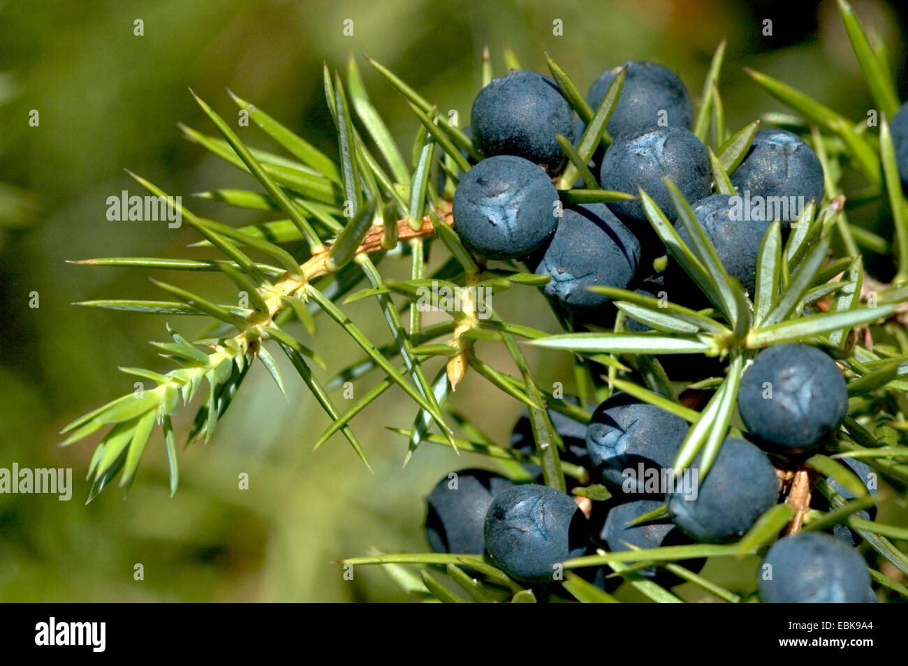 Il ginepro comune, massa ginepro, impianto medico, impianti medici, pianta  medicinale, piante medicinali, erboristeria, pianta utile, piante utili,  omeopatia, medicina tradizionale medicina popolare (Juniperus communis),  bacche di ginepro, GERMANIA ...